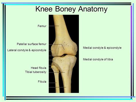 Epicondyle Vs Condyle