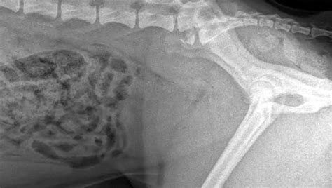 Find Dogs Weak Spot Things That Should Be Avoided