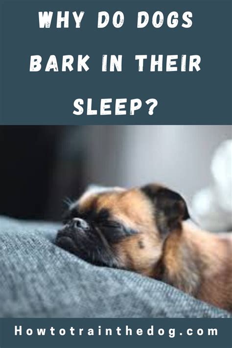 Why Do Dogs Bark In Their Sleep The Reasons Will Surprise You Dog