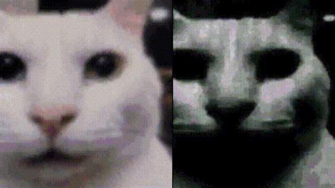 Cat Huh Emote Informacionpublicasvetgobgt