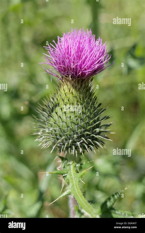 Scottish Thistle Hi Res Stock Photography And Images Alamy