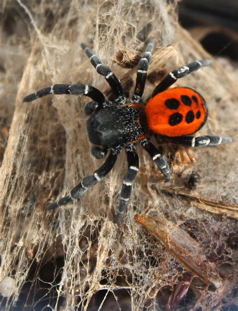 Ladybird Spider Eresus sandaliatus, adult male, Dorset, April - Back From The Brink