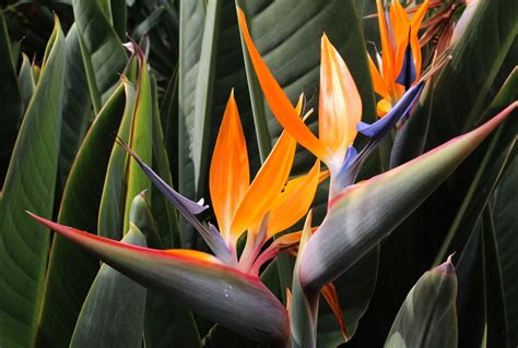 How To Grow Bird Of Paradise Growing And Caring For Bird Of Paradise