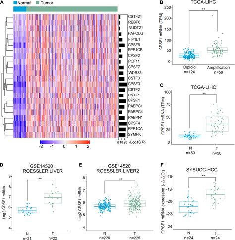 Frontiers Cleavage And Polyadenylation Specific Factor Promotes