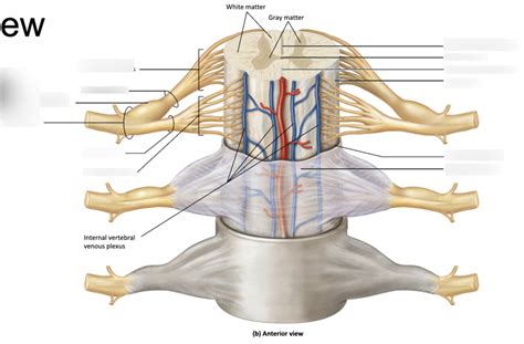 Lab Exam 2 Spinal Cord Image Only Lab Exam Diagram Quizlet