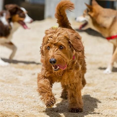 Goldendoodle Colors 🐾 Happiness in Every Hue - Happy-Go-Doodle®