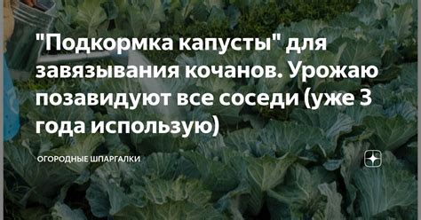 "Подкормка капусты" для завязывания кочанов. Урожаю позавидуют все ...