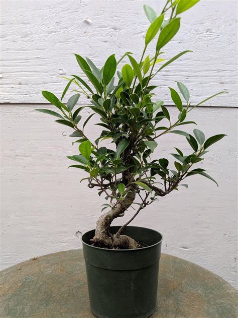 Ficus Retusa Pre Bonsai Tree