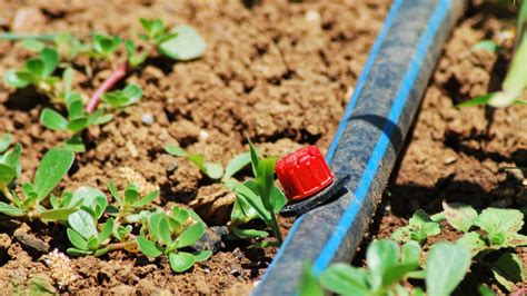 Gravity Fed Drip Irrigation System