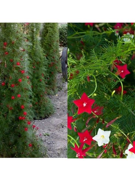 Купить Семена Ипомея квамоклит (Ipomoea quamoclit) в интернет-магазине ...