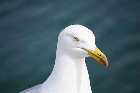 Close Up Photography of Seagull · Free Stock Photo