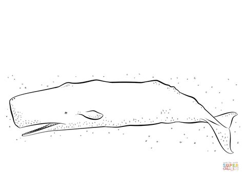 Sperm Whale Coloring Page Free Printable Coloring Pages