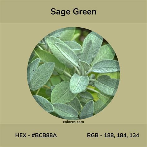 About Sage Green Color Meaning Codes Similar Colors And Paints