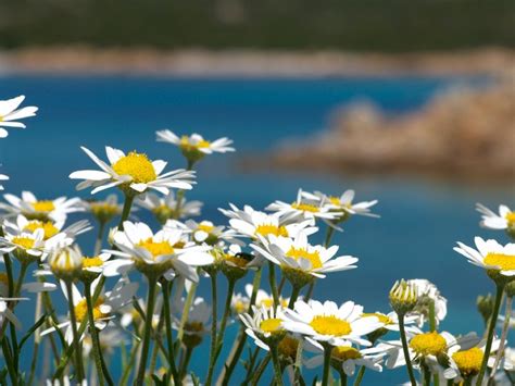 Parco Nazionale Dell Arcipelago Di La Maddalena L Area Protetta