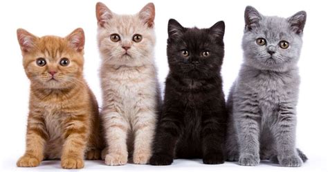 Gambar Lucu Kucing