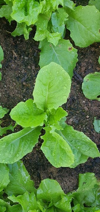 Lettuce Vegetable Organic Free Photo On Pixabay Pixabay