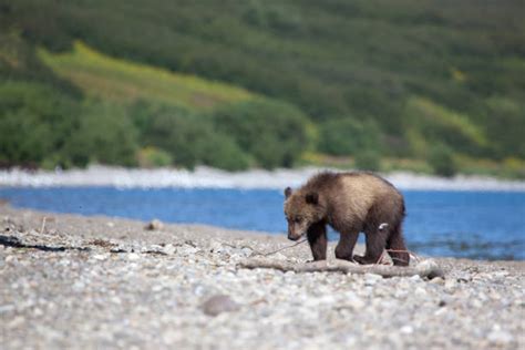 Sad Baby Bear Stock Photos Pictures And Royalty Free Images Istock