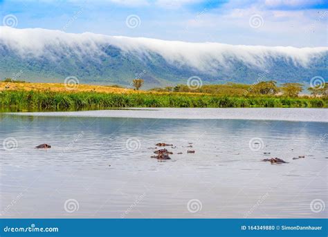 Hippo Pool In The Ngorongoro Crater National Park Safari Tours In