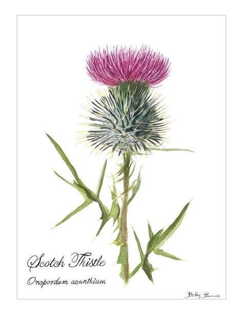 Scottish Thistle Botanical Watercolor Print Etsy Scottish Thistle