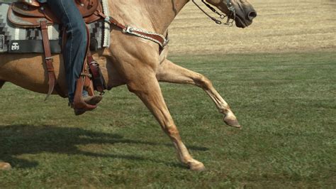 Horse running in super slow motion, shot on the Phantom Flex 4K at 1000fps 2568894 Stock Video ...