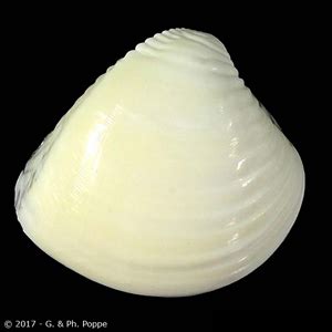 VENERIDAE | Shells Group By Species | Conchology