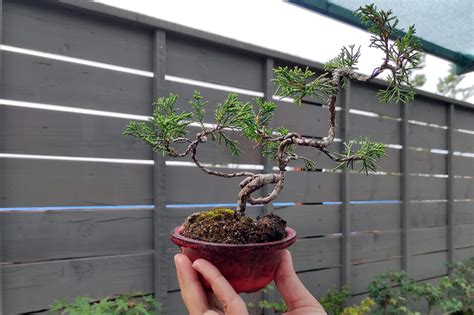 Tips Memilih Bakalan Bonsai Yang Bagus Agrozine