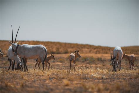 How The Arabian Oryx Became A Symbol Of Environmental Regeneration In