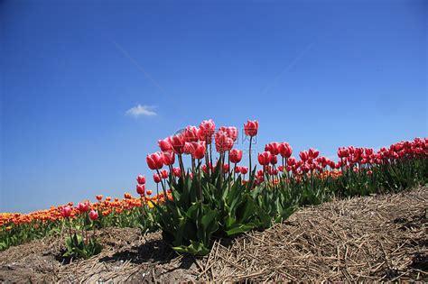 粉红的郁金香在花生树上生长蓝色宏观天空植物群绿色阳光概念灯泡场地花束高清图片下载 正版图片320840963 摄图网