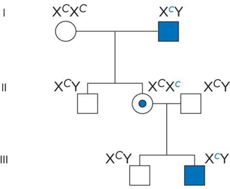 Chapter 4 Sex Chromosomes Flashcards Quizlet