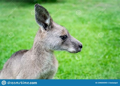 Male Kangaroo Close Up Portrait In The Bush Australian Wildlife