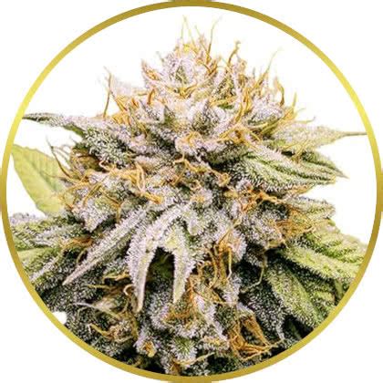 Buy Mango Kush Marijuana Seeds USA - Abundant Life Seeds