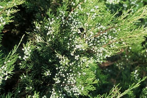 Virginian Juniper Plantguide Ransoms