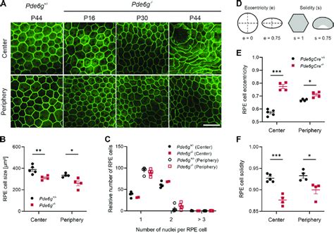 Retinal Pigment Epithelium Rpe Remodeling In Pde G Mice