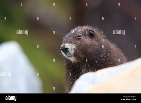 Vancouver Island marmot Stock Photo - Alamy