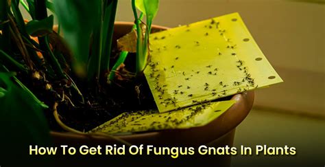 How To Get Rid Of Fungus Gnats In Plants & Soil Outside Naturally ...