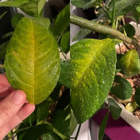 Pourquoi Les Feuilles Du Citronnier Jaunissent Et Tombent Quels Soins