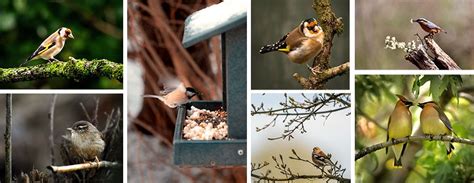 Comment Attirer Les Oiseaux Dans Son Jardin Blog Jardin Couvert