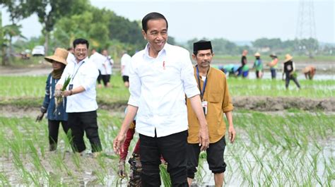 Presiden Jokowi Tanam Padi Bersama Petani