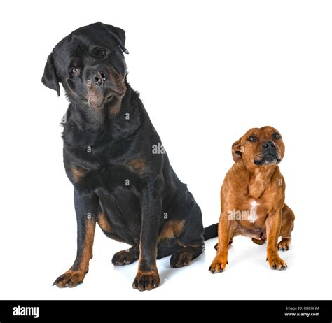 Staffordshire Bull Terrier And Rottweiler In Front Of White Background