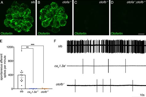 Figures And Data In Chronic Neurotransmission Increases The