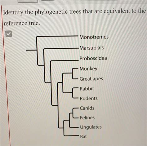 Solved The Phylogenetic Tree Shows A Simplified Hypothesis Chegg