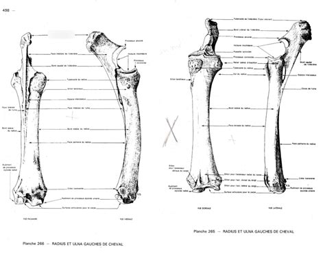 ANATOMIE : RADIUS/ULNA (fusionnés : ici cheval) Diagram | Quizlet