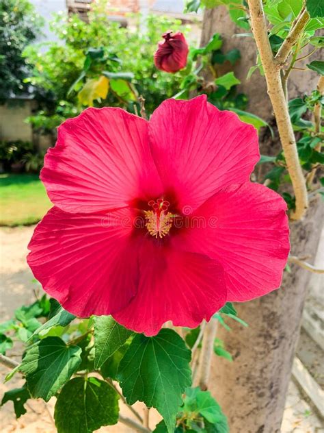 Red Hibiscus Flower On A Green Background Stock Image Image Of Fresh