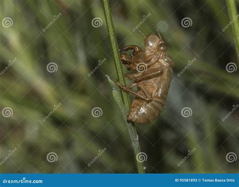 Cikada fotografering för bildbyråer. Bild av färg, blommor - 95581893