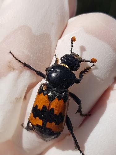 Margined Burying Beetle Nicrophorus Marginatus Inaturalist