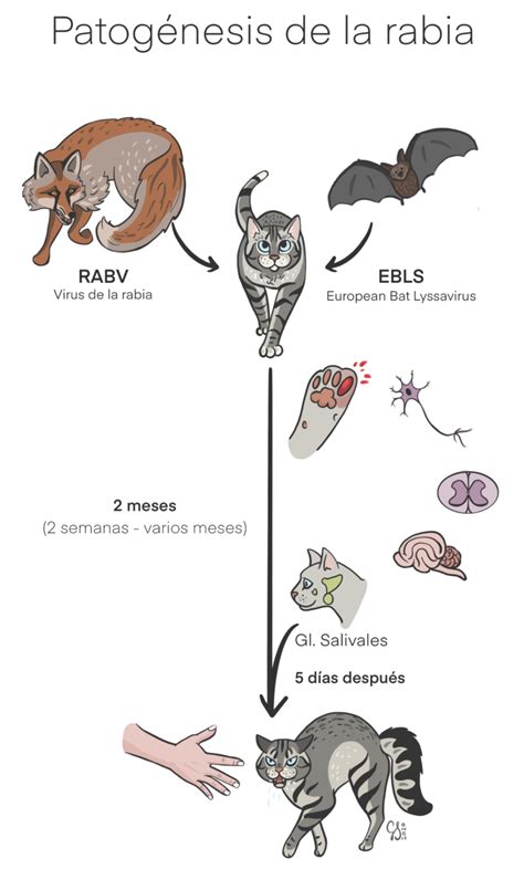 Síntomas contagio y tratamiento de la rabia felina Mascotario