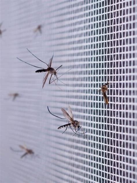 The Science Of Mosquito Screens How They Keep Bugs At Bay Phifer