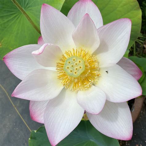 lotus bloom | Garden Ponds Nursery