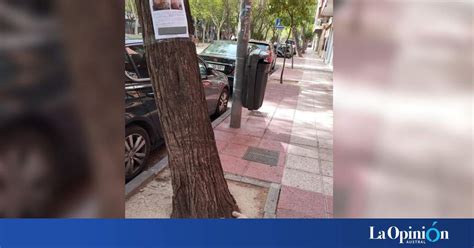 Un Gato Se Perdi Y Fue Hallado Mirando Su Propio Cartel De Se Busca