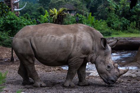 Javan rhinoceros diet - lerlasoo